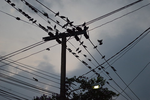 wires wildlife our neighborhood pigeons squirrel street light flying bangkhen bangkok thailand