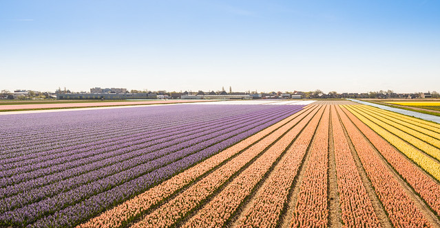 Field with blooming Hyacinth bulbs in the Netherlands