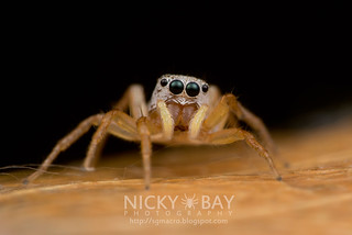 Jumping Spider (Cosmophasis sp.) - DSC_5453