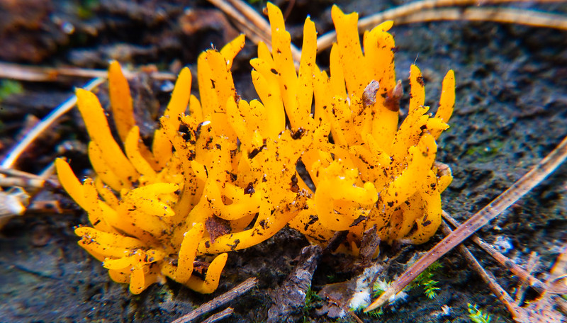 Yellow Stagshorn