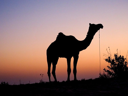 india safari camel indien jaisalmer rajasthan inde インド 印度 em10 thardesert 沙漠日出 olympusomd 砂漠の日の出