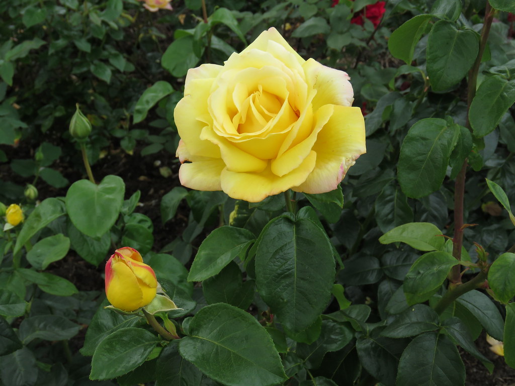 Yellow rose | Maureen Vipond | Flickr