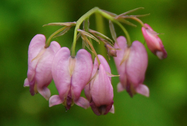 Pacific Bleeding Heart (Dicentra formosa), Tiger Mountain State Forest, Washington