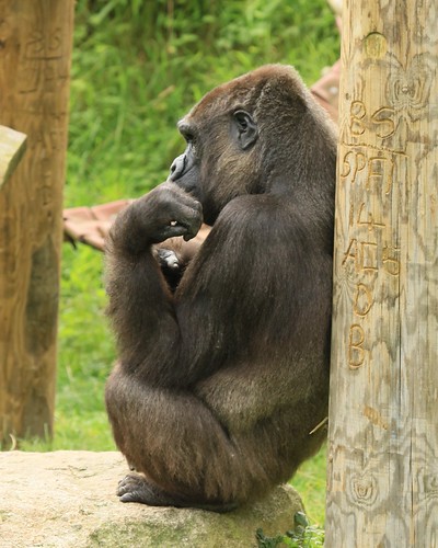 "The Thinker" | by Andrew I Thompson