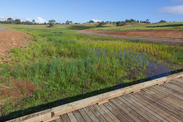 Thriving Newly Constructed Wetlands
