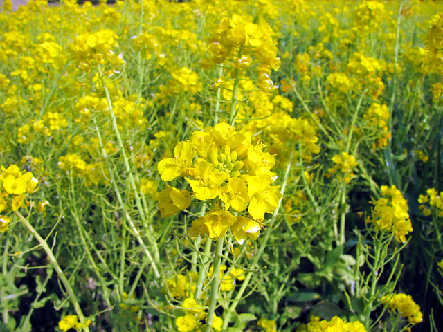 1919 Yellow Flowers