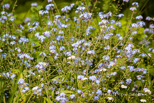 True Forget-Me-Not (Myosotis scorpioides) (3 of 28) June 08, 2013-Edit by Andrée Reno Sanborn, vermont unitedstates barton myosotisscorpioides trueforgetmenot