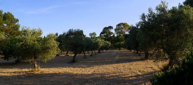 some apulian personalitrees