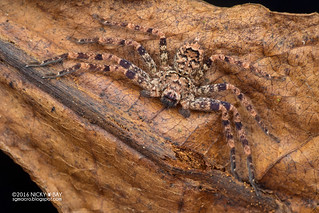 Huntsman spider (Heteropoda sp.) - PA090109
