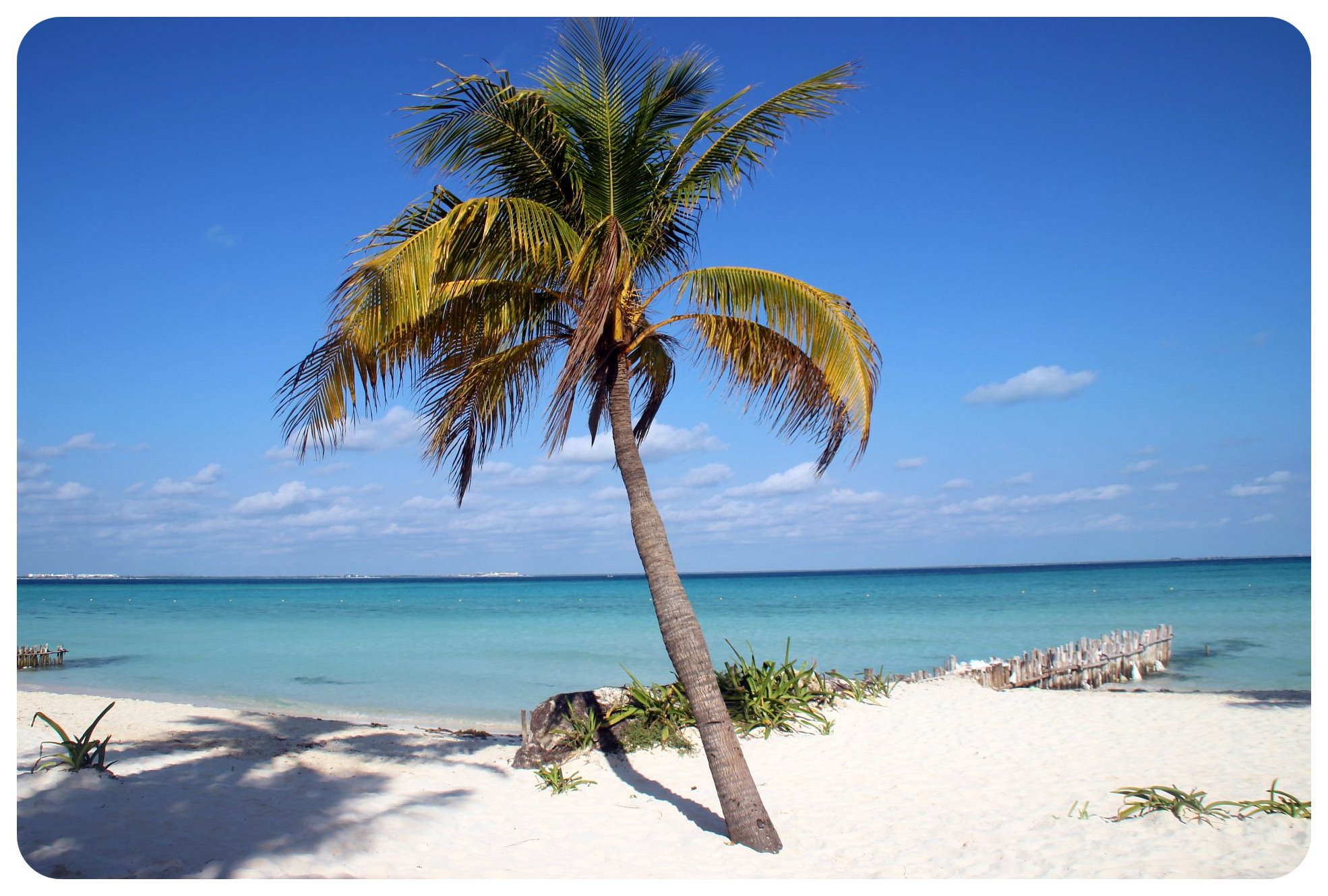 caribbean palm tree