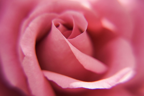Pink. | by Mᵃ Ignacia Cruz