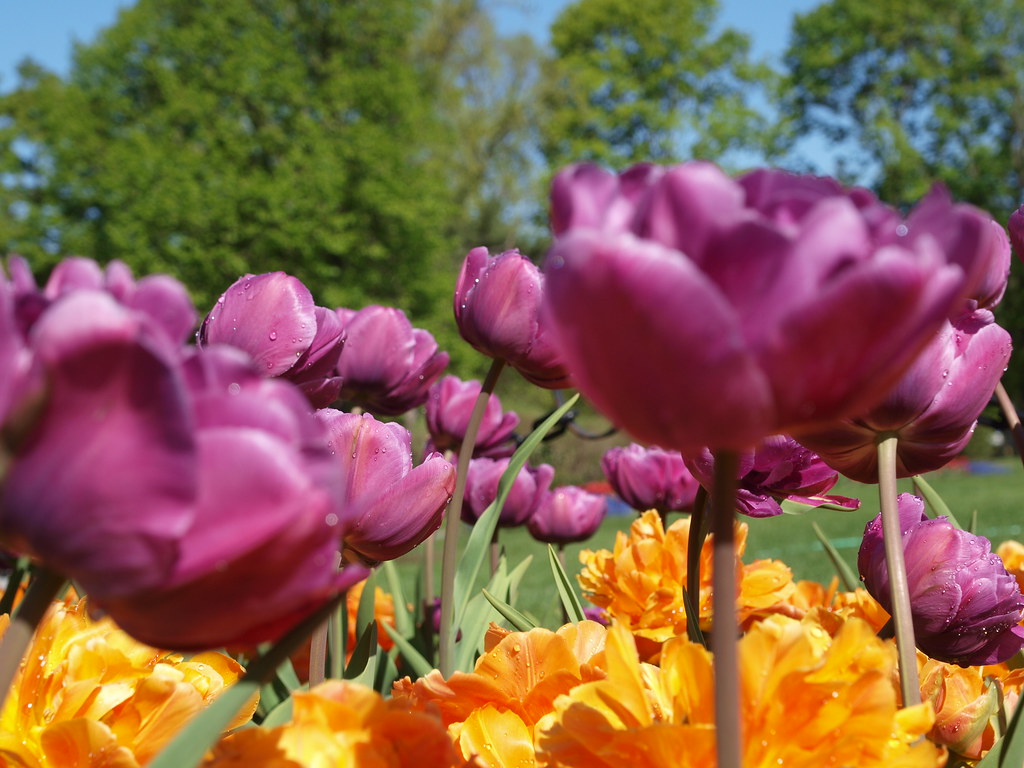Washington Park Tulips | OLYMPUS DIGITAL CAMERA | Flickr