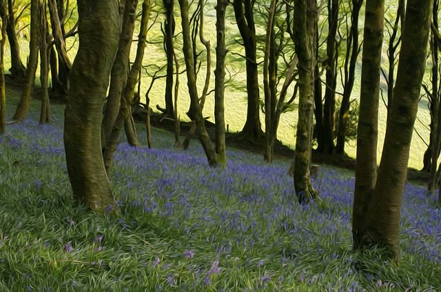 Lewesdon Bluebells #Flickr12Days
