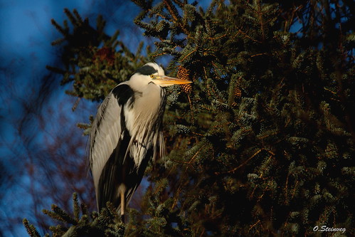 grayheron ardeacinerea birdwacher bird birding heron