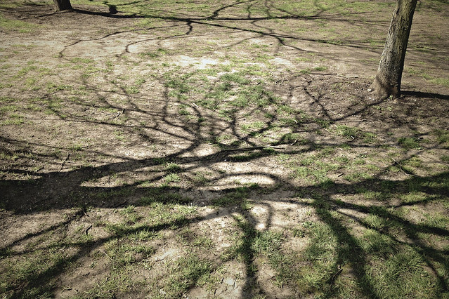 Grass and shadows