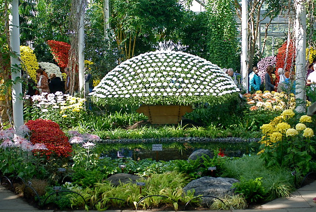 The Art of the Japanese Chrysanthemum at the New York Botanical Garden