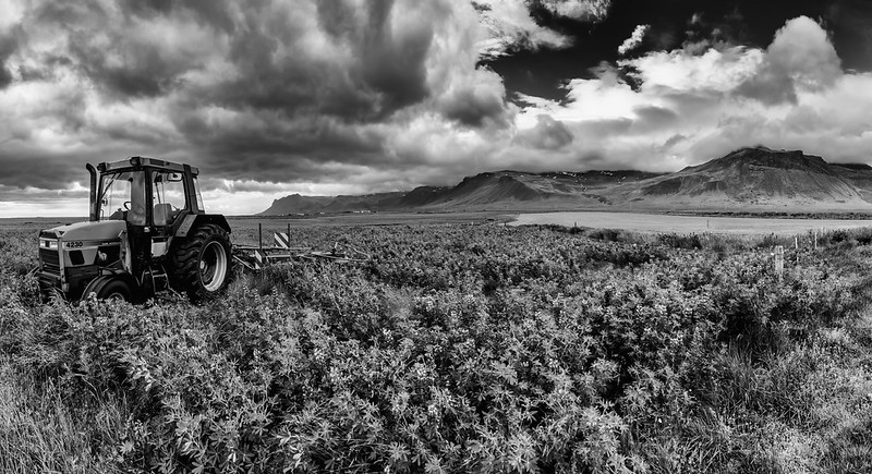 stuck in Lupins (Pano)