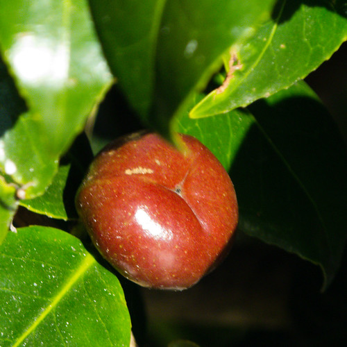 Camellia fruit ripening