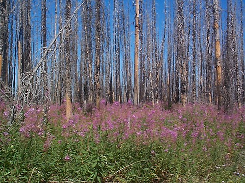 Fireweed Recovery | Fireweed growing in a burn near Hat Poin… | Flickr