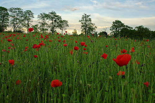 warmith poppies coquelicots sunset coucherdesoleil oise picardie picardy pentax pentaxk7 sigma1020mm k7 sky ciel nature summer