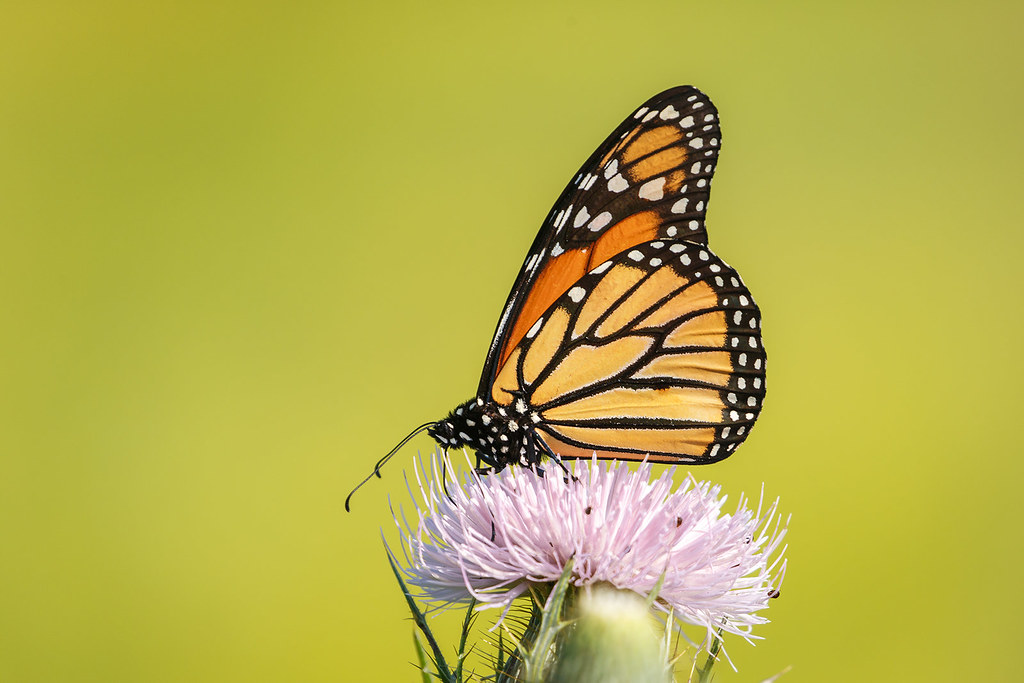 Buhack Insect Insects / Букашки | Flickr
