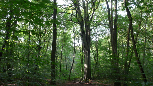 Promenade en forêt de Roumare by jeanlouisallix, rouen forêt de roumare bois arbres nature sylviculture paysage landscape panorama randonnée