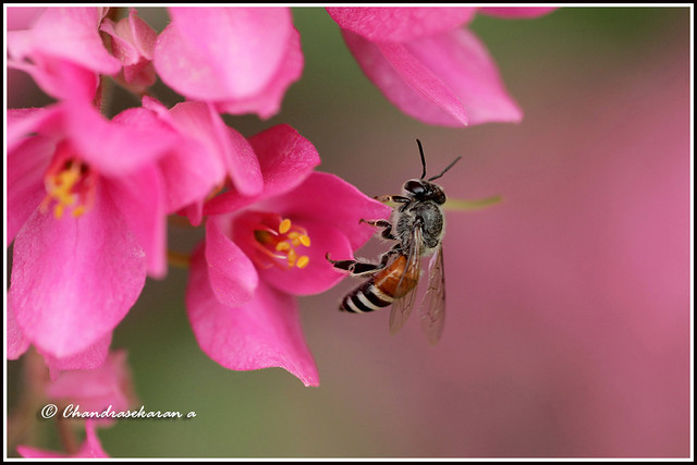 6473 - honey  bee
