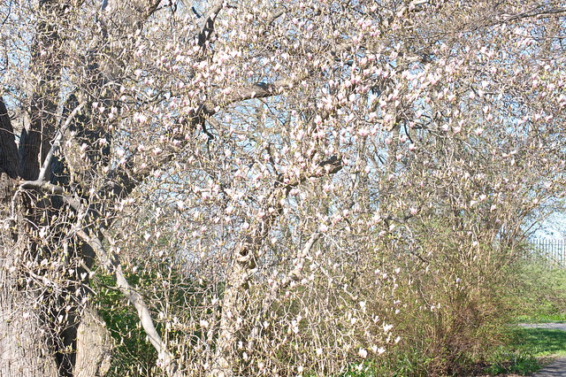 03 A Cascade of Magnolia Buds