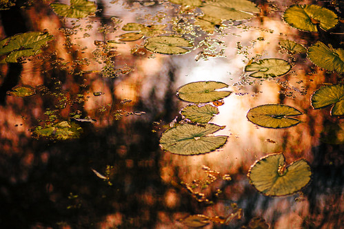 sunset canon lotus taiwan 85mm tainan canon85mmf18 f20 warmcolor canon5dmarkii 517129 yuishangphotography