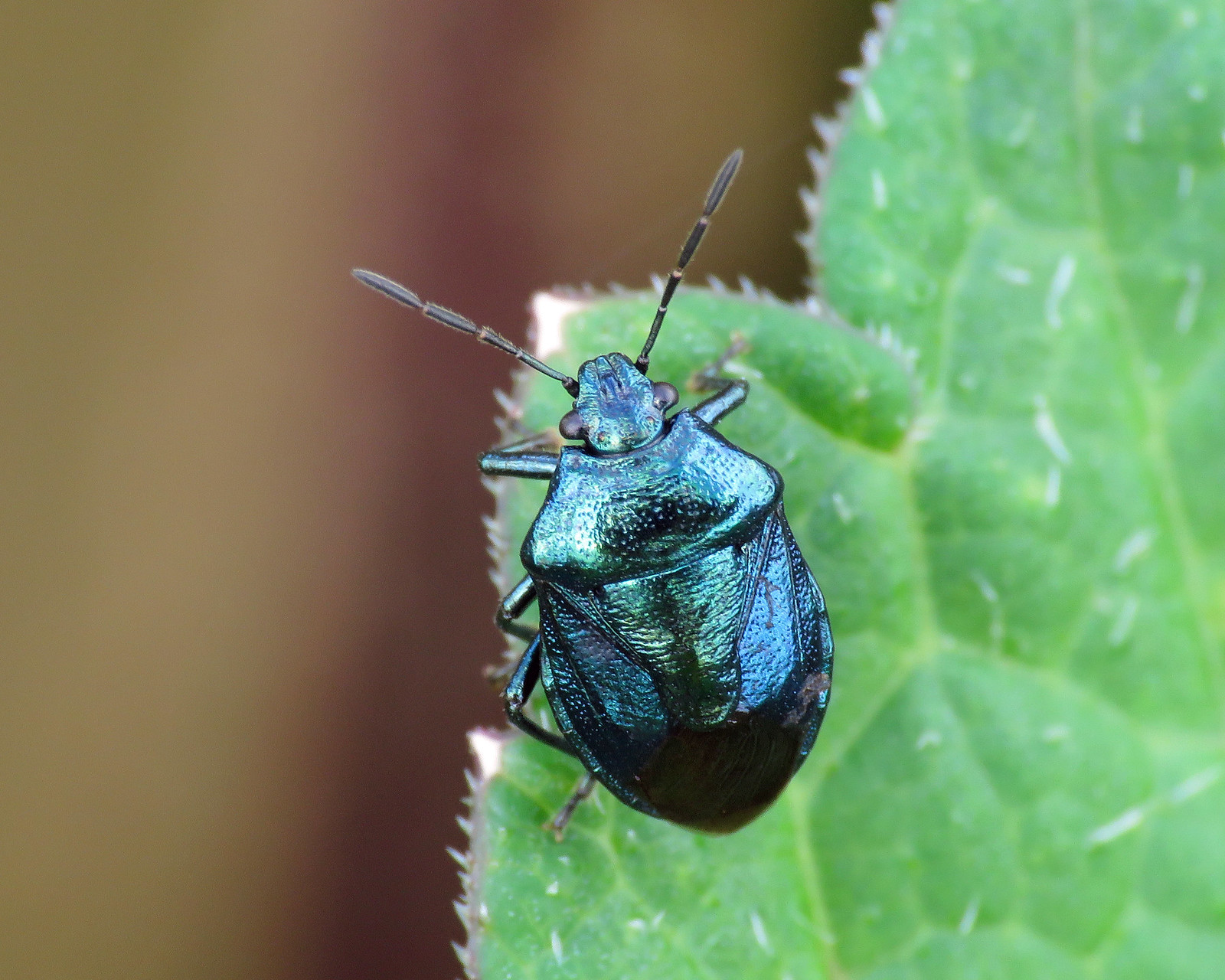 Blue Shieldbug - Zicrona caerulea