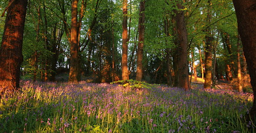 flowers trees ireland flower tree beautiful bluebells canon woodland eos spring woods clones eddie ulster 600d 2013 irishforest irishlight canoneos600d