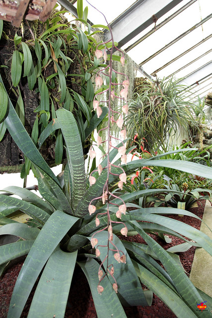 Orchids - Gongora scaphephorus - Orchidaceae - Origin Ecuador to Peru 5D20130526 096