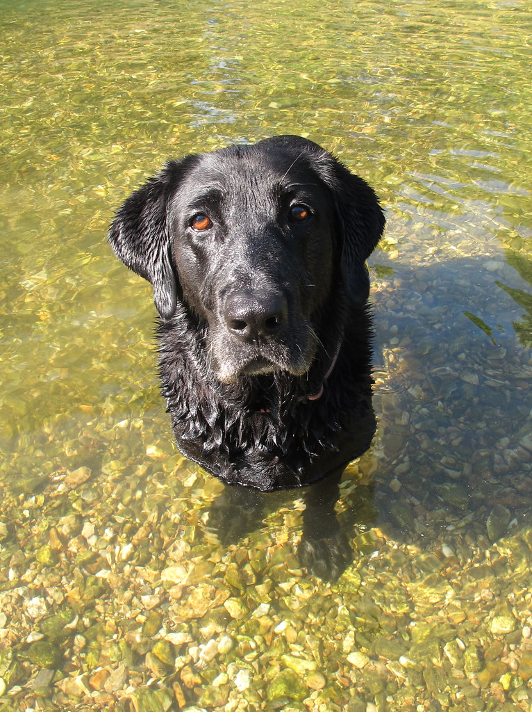 Creek Dog