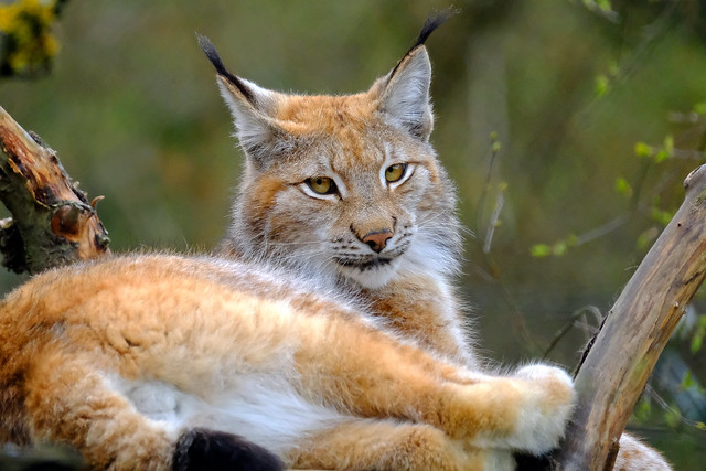 Animal beauties - The lynx (#1#)