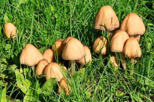 mica cap mushrooms coprinellus micaceus edible decorah fish hatchery winneshiek county iowa larry reis