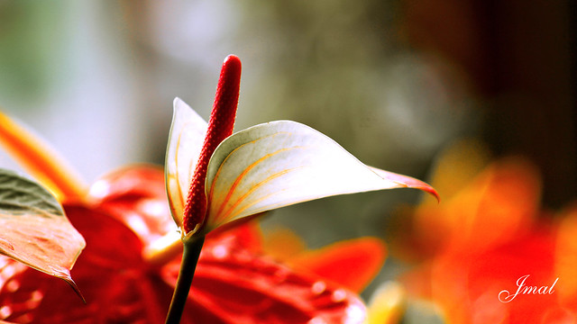 Anthurium  White - Flower