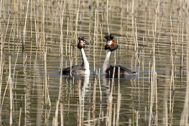 Great Crested Grebe Courtship 1 of 7