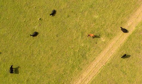 dji phantom3a fc300s36mmf28 quadcopter drone aerial vertical cattle paddock tilba green 52project2018