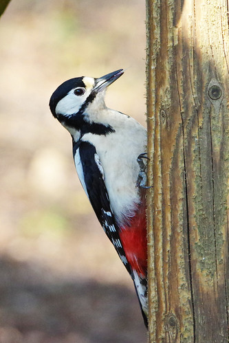 cambridgeshire paxtonpits nature wild wildlife bird greatspottedwoodpecker dendrocoposmajor