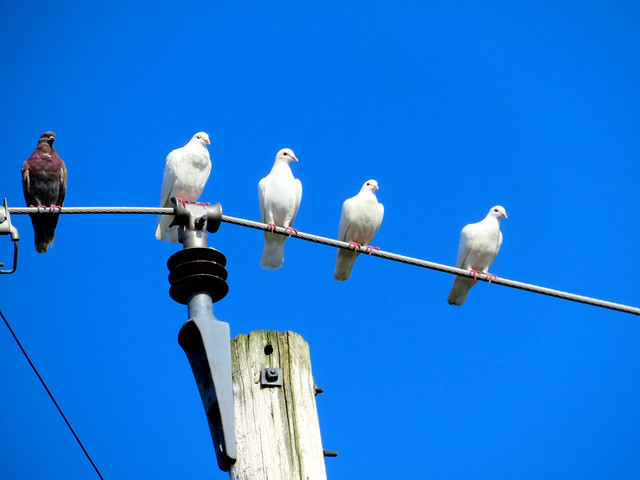 Birds on a Wire, Cobourg, Ontario