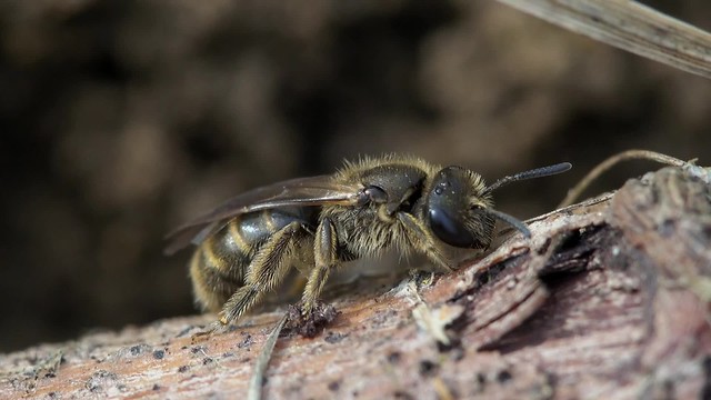 Beeflies and Mining Bees