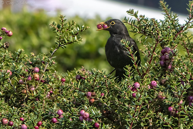 Blackbird (male) collecting berries.