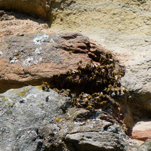 Bees gathering, Bridgnorth Castle remains