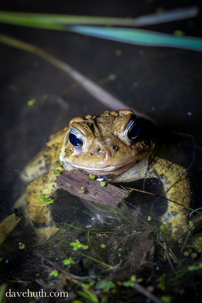 American Toad (Bufo americanus) - activity in breeding pond