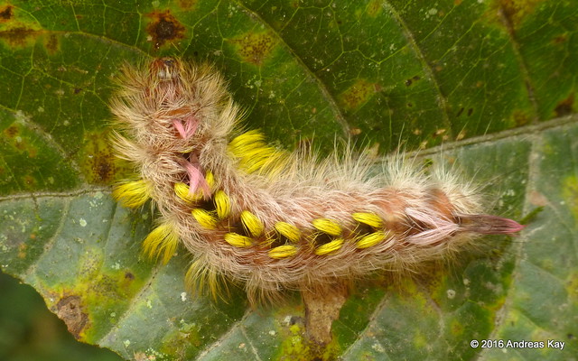 Caterpillar of an American silkworm moth, Apatelodidae