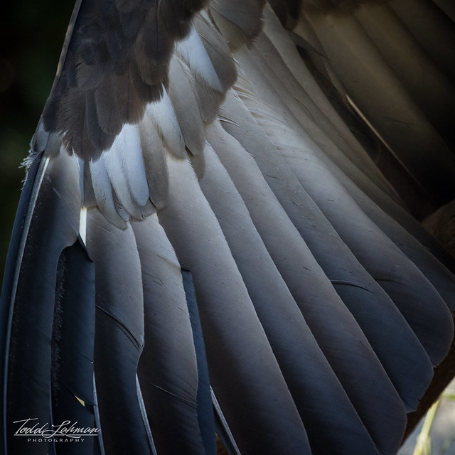 Hooded Vulture Wing