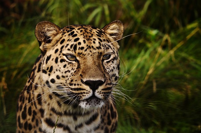 Amur Leopard. (Explored)