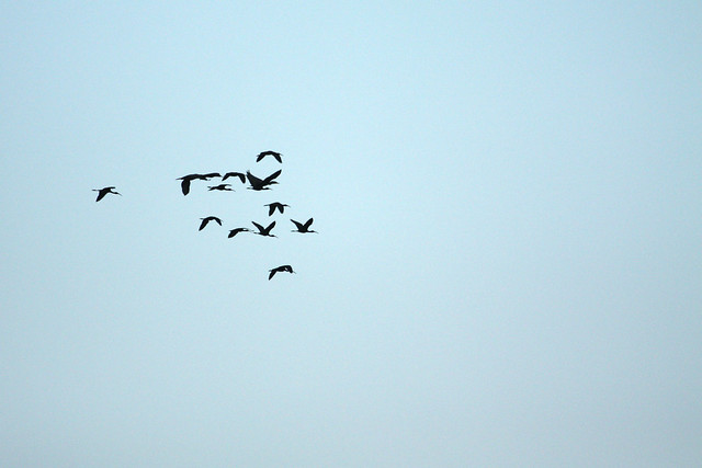 Glossy Ibis flock- Drakes Island, ME