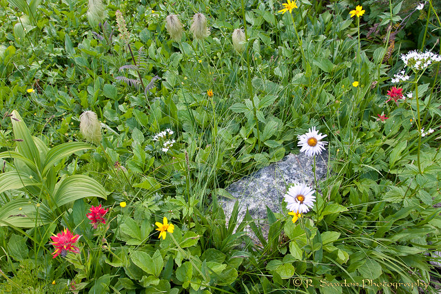 Flowers and rock