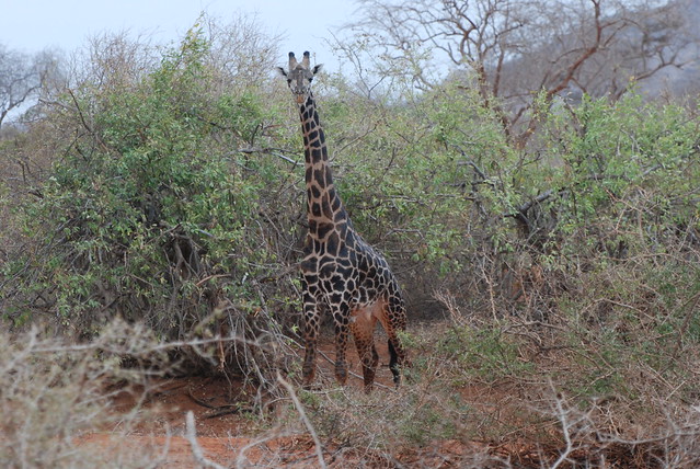 941 Tsavo East National Park, Kenya